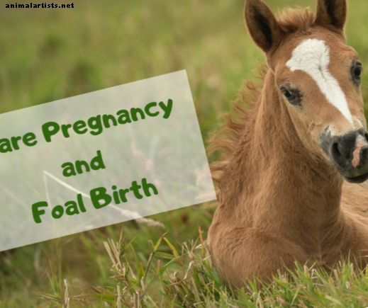 Estágios da gravidez no nascimento de égua e potro