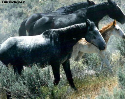 السلوكيات الاجتماعية للخيول البرية والمنزلية