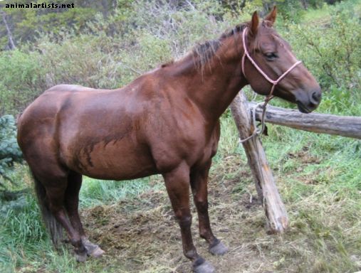Herramientas de entrenamiento de caballos: espuelas