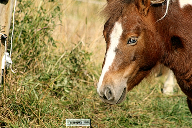 Kuidas asutatud hobust või poni edukalt karjatada