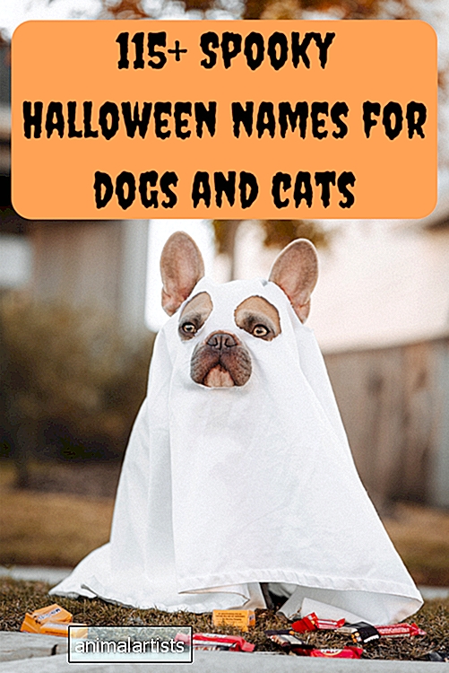 115+ õudset Halloweeni nime koertele ja kassidele