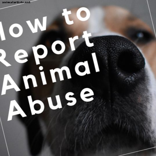 Čo robiť, ak si myslíte, že je zviera alebo pes zneužívaný