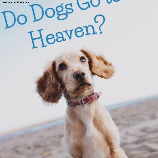 A kutyák mennek a mennybe?  Keresztény perspektíva