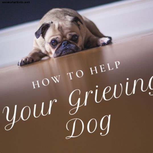 Ako pomôcť psovi, ktorý trápi stratu iného psa