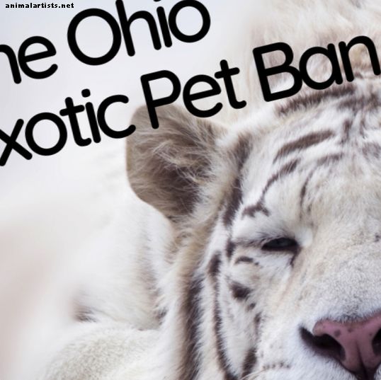 La prohibición de mascotas exóticas de Ohio: ¿qué animales son ahora ilegales como mascotas?