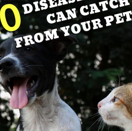 10 doenças que você pode pegar de seus animais de estimação