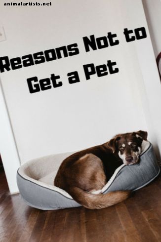 8 peamist põhjust, miks lemmiklooma mitte saada
