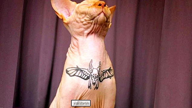 ¿Tatuar gatos es maltrato animal?