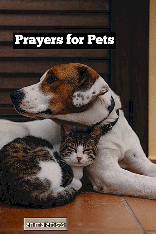 Palved ja positiivsed sõnad juhuks, kui lemmikloomadel on raske aeg