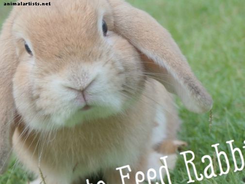 Guía de cuidado de conejos: ¿Qué alimentos comen los conejos?