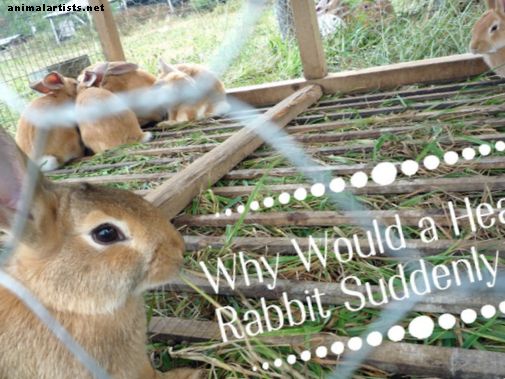 Causas comunes de muerte súbita en conejos sanos