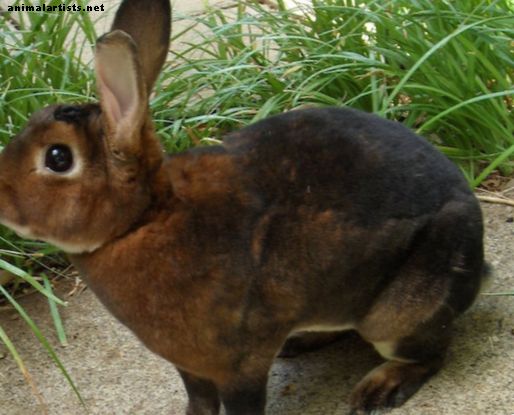 15 de las mejores razas de conejo mascota