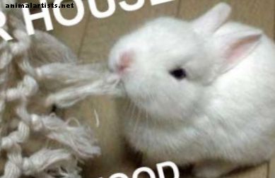 Mala comida para conejos: qué NO alimentar a tu conejito