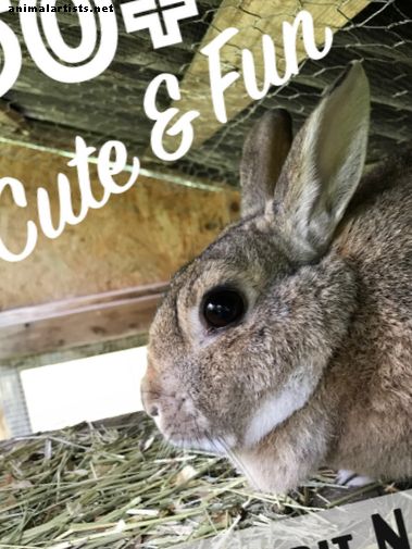 Más de 150 nombres de conejos conejitos lindos y divertidos