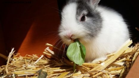 Los mejores consejos para alimentar a tu conejo con una dieta completa