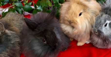 Por qué los conejos son mascotas increíbles durante todo el año (no solo para Pascua)