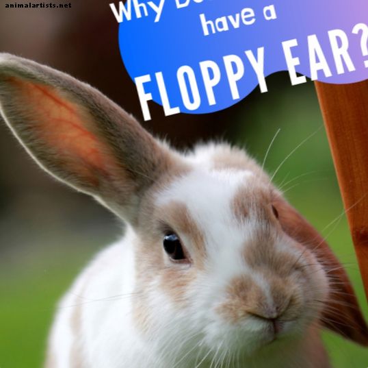 ¿Qué hace que las orejas de conejo se vuelvan flojas?