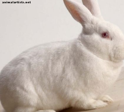 Guía de razas de conejos: conejo blanco de Nueva Zelanda