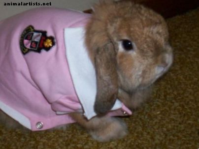 ¿Pueden los conejos usar ropa?
