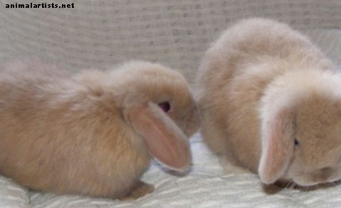 10 mejores razas de conejos para mascotas para niños