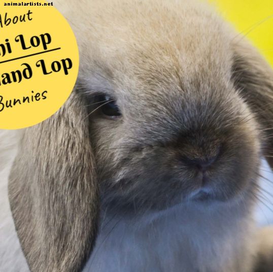 Guía de razas y tamaños de conejos: conejos Mini Lop (Holland Lop)