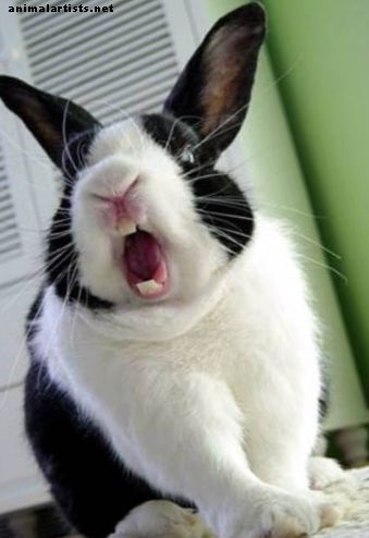The Bored Bunny: Cómo entretener a tu conejo