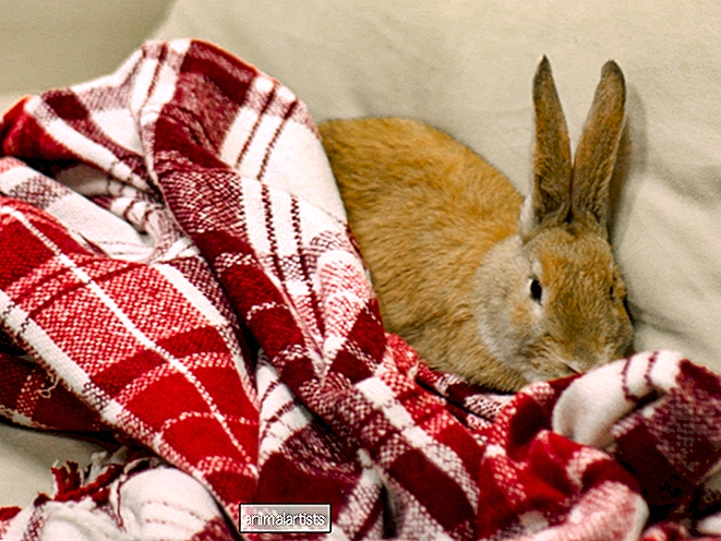 Maneras efectivas de cuidar a un conejo con artritis en el hogar