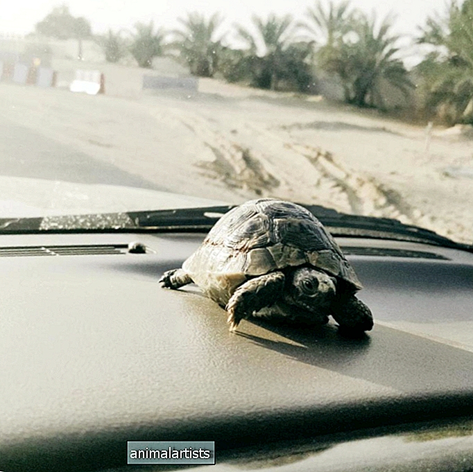 Een Griekse schildpad naar huis brengen (Spur-Thighed)