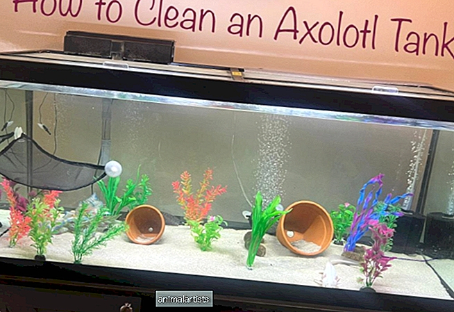 Kuidas puhastada Axolotli paaki (lihtne viis)