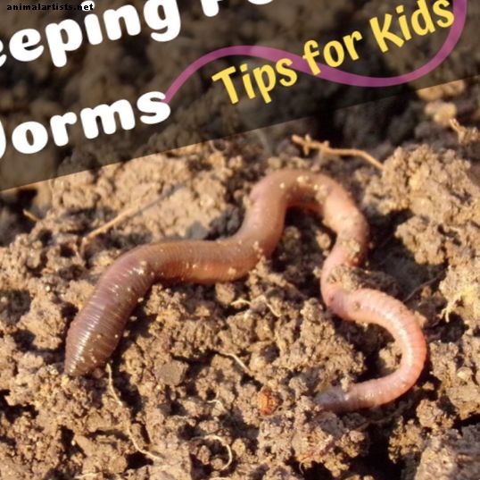 Como cuidar de vermes de estimação: conselhos para crianças sobre como manter minhocas