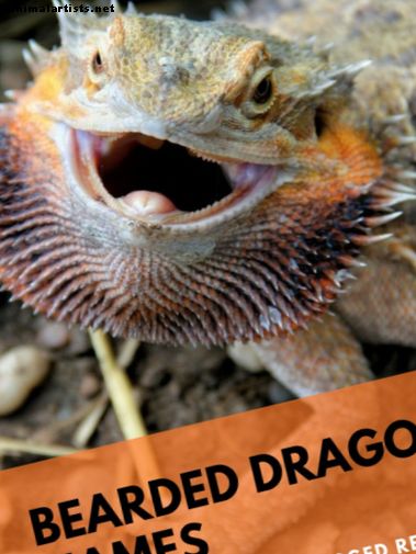 Más de 230 nombres de dragones barbudos para tu robusto reptil