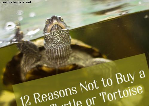 12 razones para no comprar una tortuga o tortuga mascota