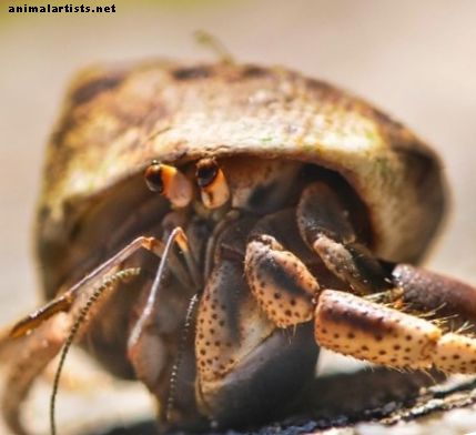 Datos y mitos sobre el cuidado del cangrejo ermitaño