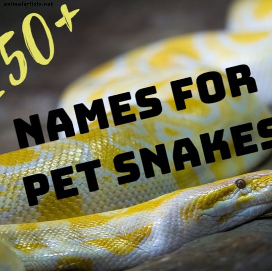 250+ Melhores nomes engraçados, irônicos e exclusivos de cobras de estimação