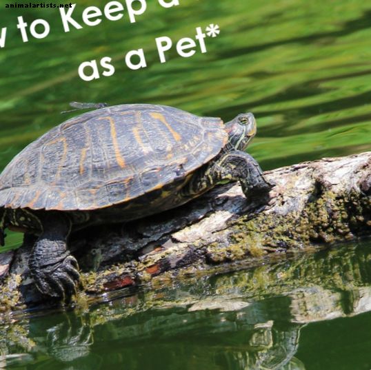 Cómo mantener una tortuga salvaje como mascota