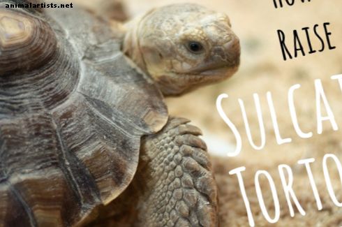 Todo lo que necesita saber sobre la cría de una tortuga sulcata