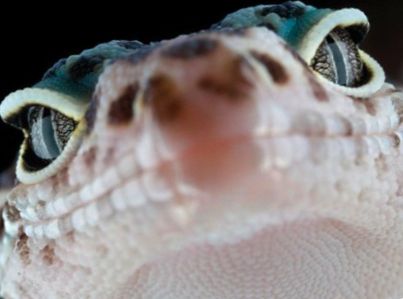 Preguntas frecuentes sobre reptiles: Preguntas frecuentes sobre serpientes, lagartos y tortugas