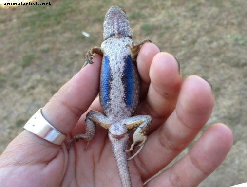 La mejor manera de atrapar un lagarto de vientre azul (o lagarto de valla occidental)