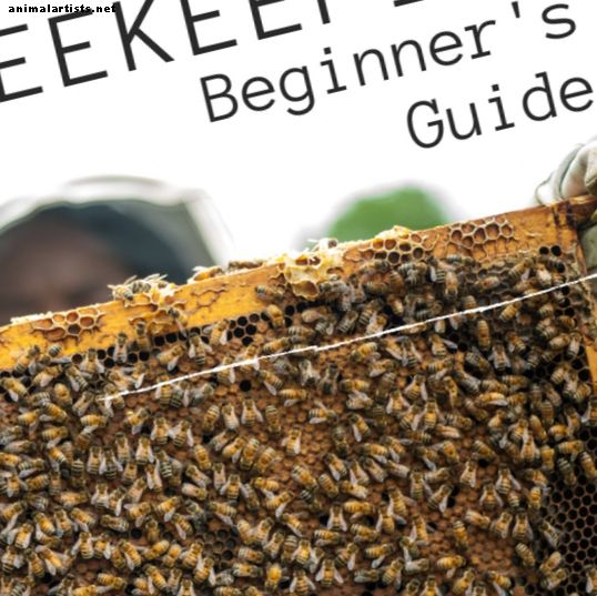 Guía para principiantes de apicultura: cómo configurar una colmena