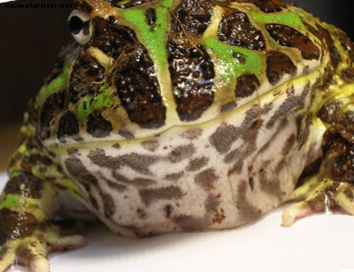 Starostlivosť o Pacman Frog (Ornate Horned Frog)