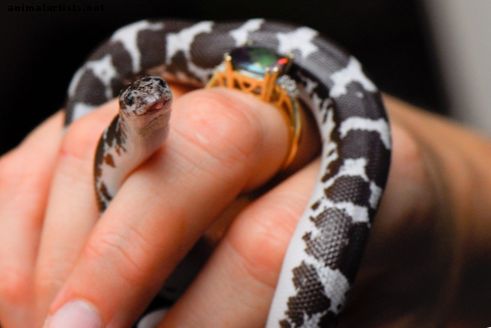 8 pequeñas serpientes para mascotas fáciles de cuidar para principiantes