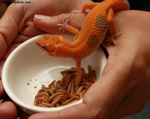 Los 5 hechos más extraños sobre geckos