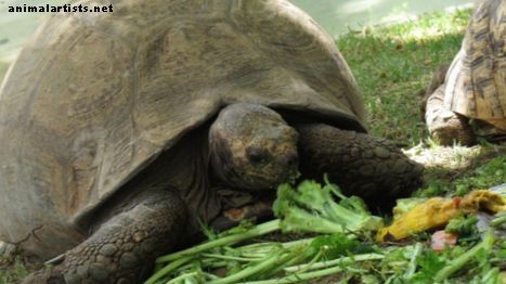 Cómo cuidar a una tortuga