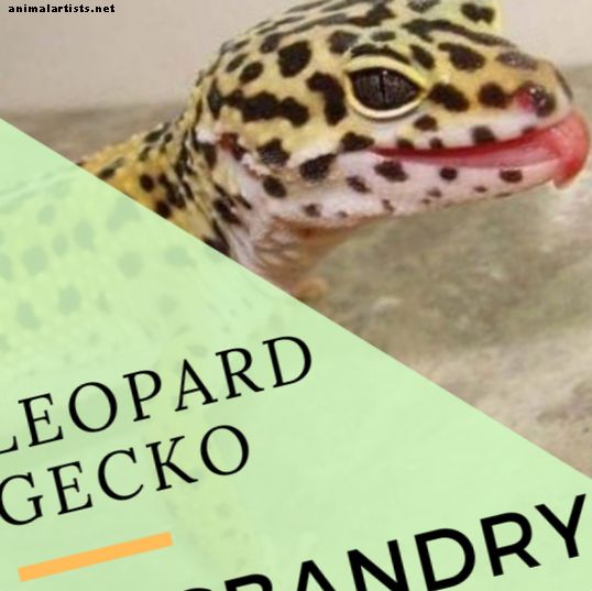 Cómo configurar un gabinete Leopard Gecko