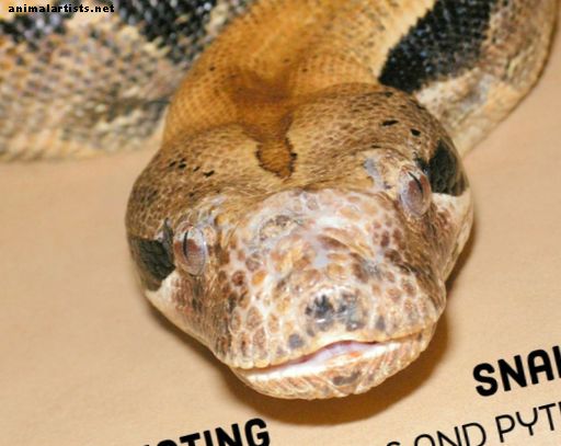14 especies de boas y pitones: serpientes constrictivas increíbles