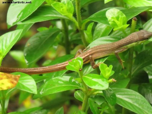 Lo que necesitas saber sobre el lagarto de hierba de cola larga