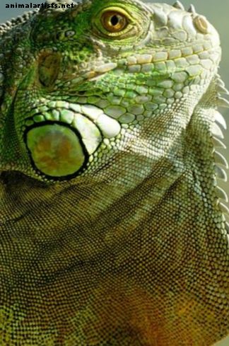 Qué considerar si desea comenzar un rescate o santuario de reptiles