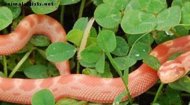 Serpientes de maíz: mascotas domésticas que son fáciles de cuidar