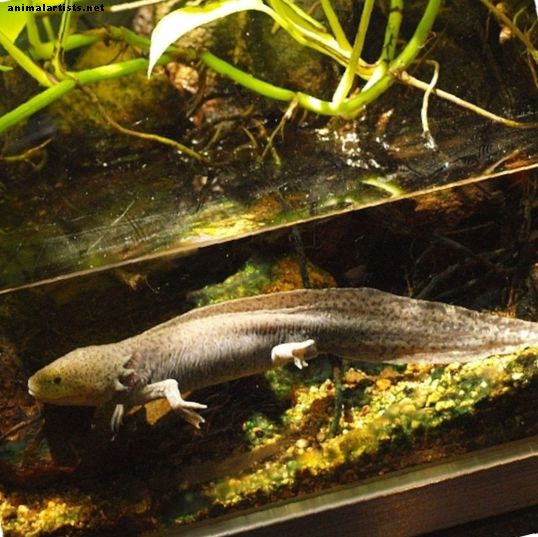 كيفية الحفاظ على المشي المكسيكية الأسماك (Axolotl) كحيوان أليف