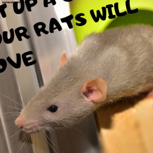 Cómo elegir y configurar la jaula de ratas perfecta